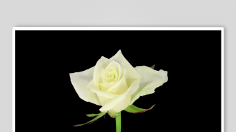 春暖花开延时素材-众图网