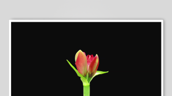 单枝红郁金香特写-众图网