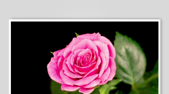 娇艳粉色玫瑰特写-众图网