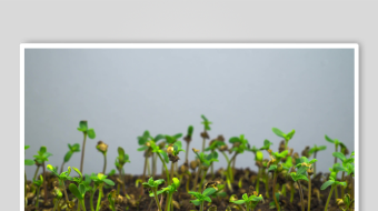 嫩绿幼苗破土而出-众图网