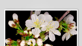 春暖花开延时素材-众图网