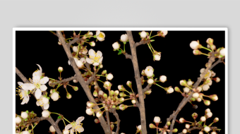 白色繁花树枝特写-众图网