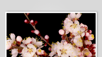 春暖花开延时素材-众图网