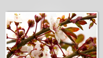 枝头绽放的娇艳春花-众图网