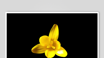 黄色单朵小花特写-众图网