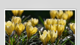 黄色番红花绽放美景-众图网