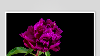 春暖花开延时素材-众图网