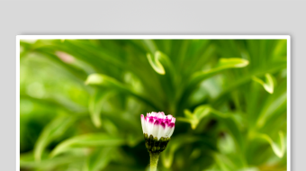 绿叶丛中的娇艳小花-众图网