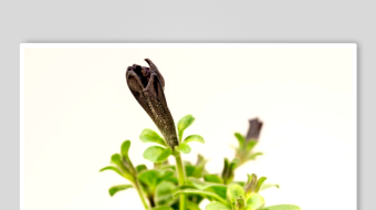 绿叶间的紫色植物-众图网