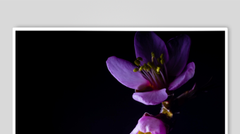 春暖花开延时素材-众图网