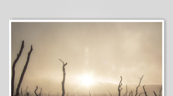 荒漠枯树映落日余晖-众图网