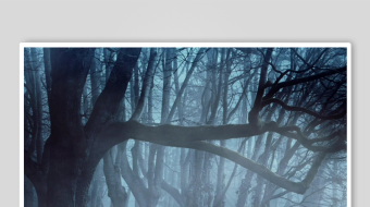 迷雾中的幽森树林-众图网