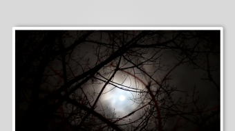 月夜树枝间的朦胧景象-众图网