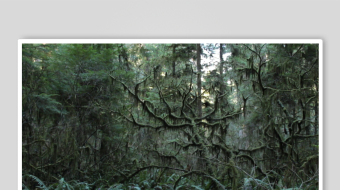 茂密丛林中的蕨类植物景观-众图网