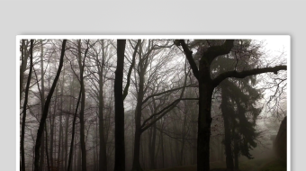 迷雾笼罩的神秘森林-众图网