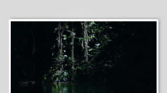 幽暗森林中的神秘植物-众图网