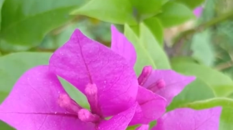 唯美花开视频素材-众图网