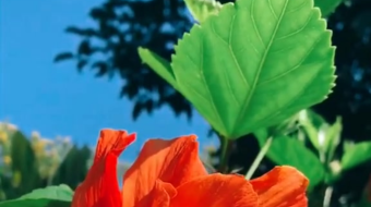 唯美花视频素材背景-众图网