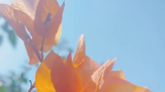 唯美花视频素材背景-众图网