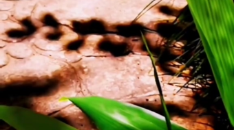 唯美花视频素材背景-众图网