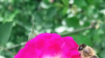 唯美花视频素材背景-众图网