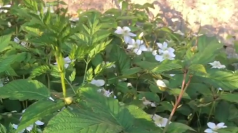 唯美花视频素材背景-众图网