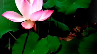 唯美花视频素材背景-众图网