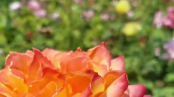 唯美花视频素材背景-众图网