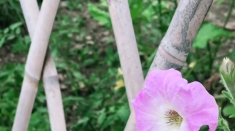 唯美花视频素材背景-众图网