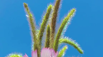 唯美花视频素材背景-众图网