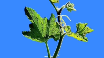 唯美花视频素材背景-众图网