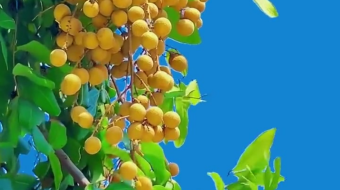 唯美花视频素材背景-众图网