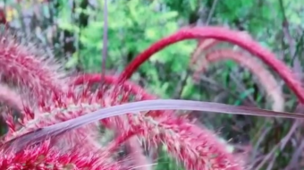 唯美花视频素材背景-众图网