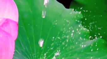 唯美花视频素材背景-众图网