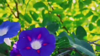 唯美花视频素材背景-众图网