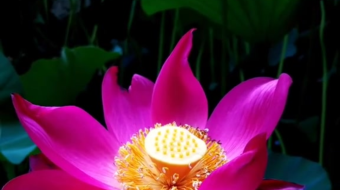 唯美花视频素材背景-众图网