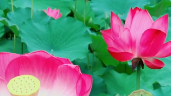 唯美花视频素材背景-众图网