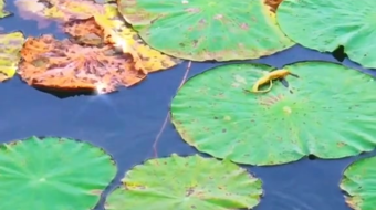 唯美花视频素材背景-众图网