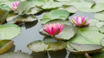 唯美花视频素材背景-众图网