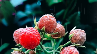 唯美花视频素材背景-众图网