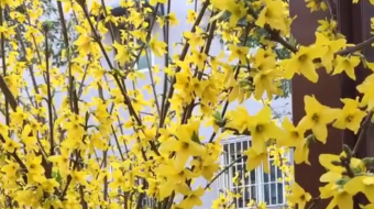 唯美花视频素材背景-众图网