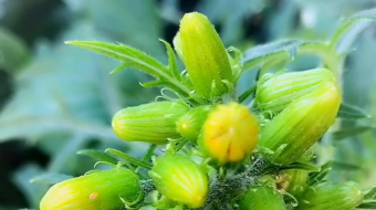 唯美花视频素材背景-众图网