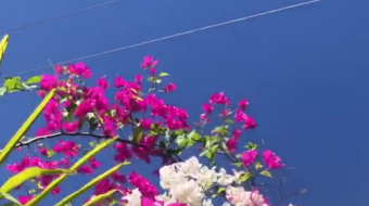 唯美花视频素材背景-众图网