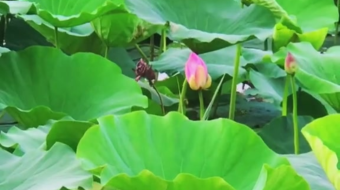 唯美花视频素材背景-众图网