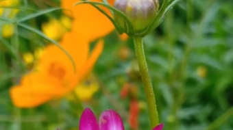 唯美花视频素材背景-众图网