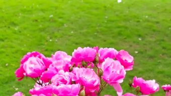 唯美花视频素材背景-众图网