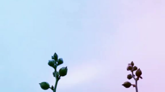 唯美花视频素材背景-众图网