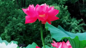 唯美花视频素材背景-众图网