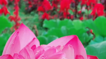 唯美花视频素材背景-众图网