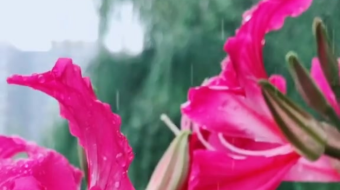 唯美花视频素材背景-众图网